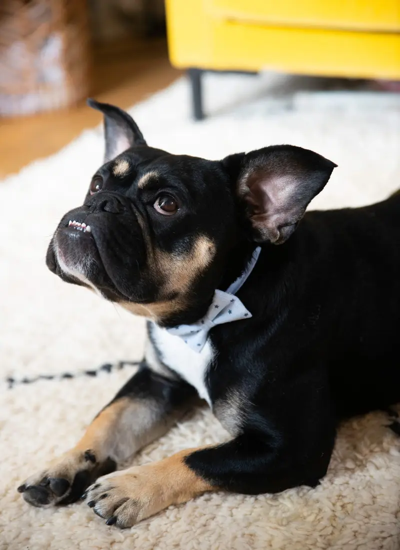 Roma the dog, the studio’s chief morale officer